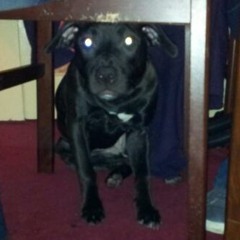 Go Ham Vocaled By Dogman.. Produced, Engineered And Recorded By Skitz Beatz