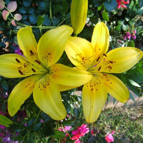 Kaleidoscope (Alpha Binaural Beat - 10 hz -- see description before listening)