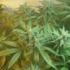 DR.Wise-Ganja!