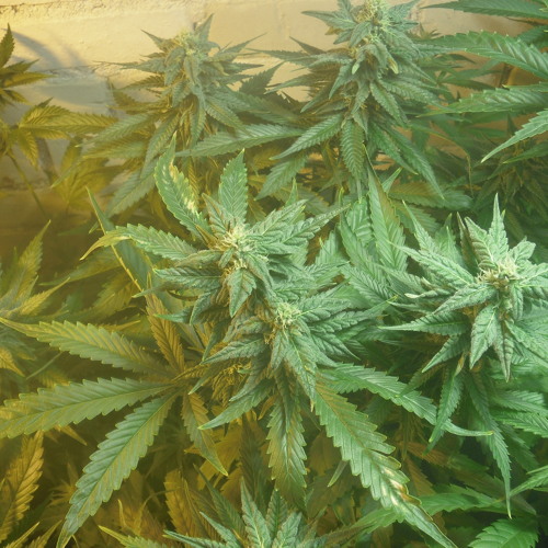 DR.Wise-Ganja!