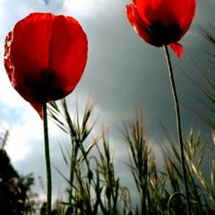 Amapola (ყაყაჩო)