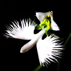 The Heartbreaking Melancholy of Infinite Beauty