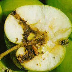 QC - Suddenly Sad Collective Band