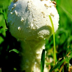 Infected Mushroom Power Mix II