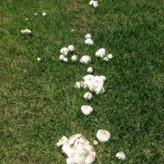 Chillout 3 test korg iphone