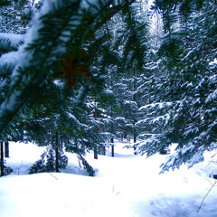 Crystal Forest (With EnchanterDown)