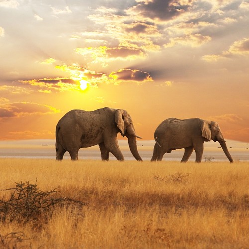 Cool African Music - African Skies