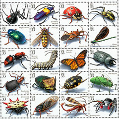 insectes