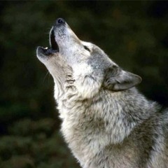 Marcelo Nuñez & Fran Bortolossi - Wildlife (download free)