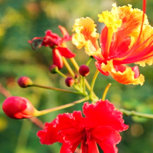 Jimblah Ft Georgia B. - #Whatupfam.