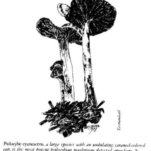 MushRoom In Ya Head  (150 psy