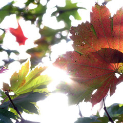 햇살가득 (Feat. 크룩스)