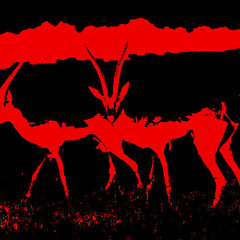 Visdomstann+Nundata - Red Gazelle