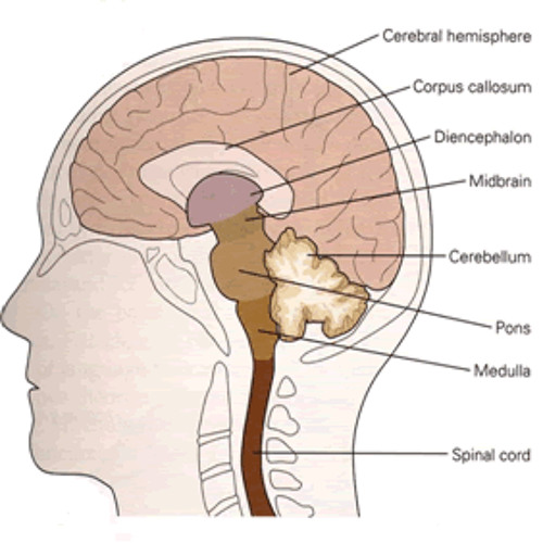 Nervous system