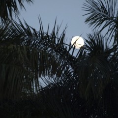 El Sauce y la Palma (Banjo, Guitar, Ukulele)