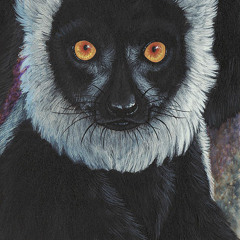 Winslet - Conspiracy of Lemurs