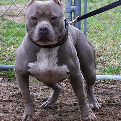 Big Dog Feat. Jet Gang Dougie