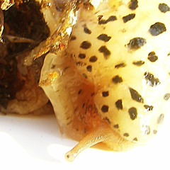 Centruction Spherez - Work in progress...