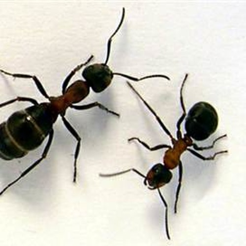 شما خونتون مورچه داره؟