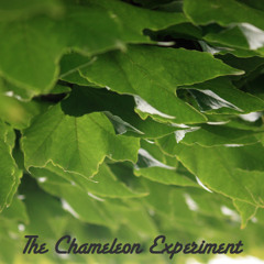Chameleon:  Reggae