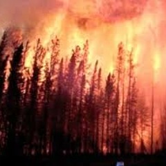 Forest Fires