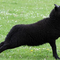 Black sheep