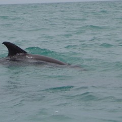 Dolphin screaming underwater in Caribbean Sea (Mexico)