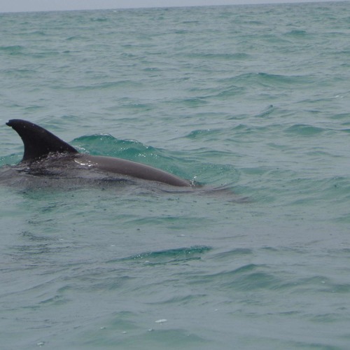 Dolphin screaming underwater in Caribbean Sea (Mexico)