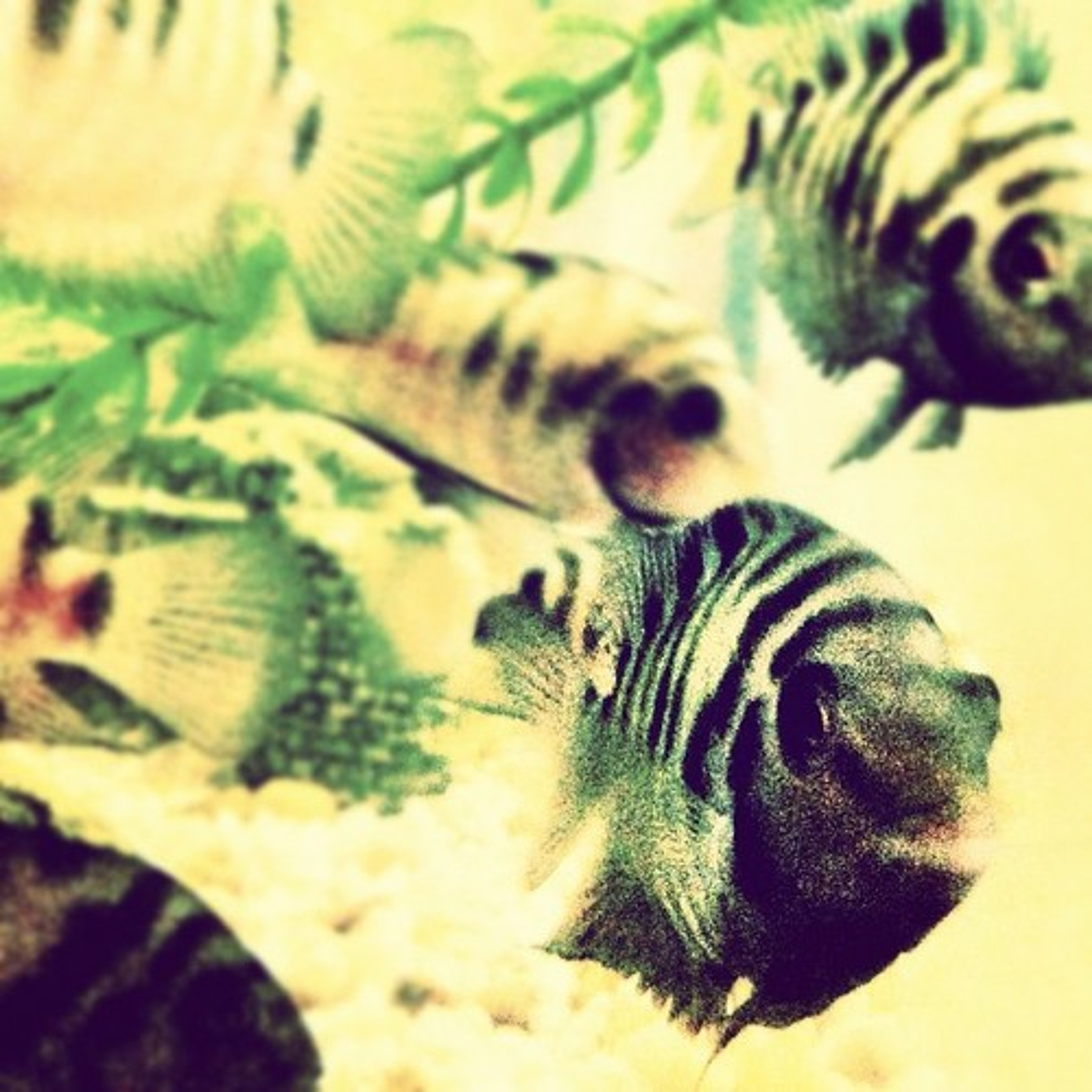 Feeding Time [disquiet0029-countzero] episode artwork