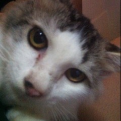 Gallery - Mario Vazquez