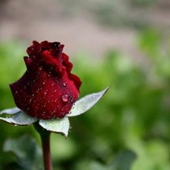 (roila)najarai ko bhara