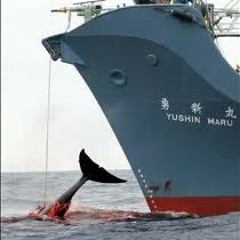 Stop killing the whales .