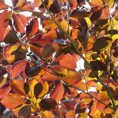 MACRIMA - Autumn mood