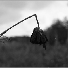 SissCok - Dead Flower (FREEDOWNLOAD)