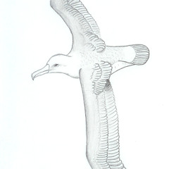 Albatross (Fleetwood Mac)