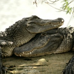 The Crocodile Lovers