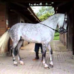 Nortenas Mixx 12'-el_zeven