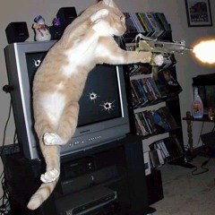 look at me meow