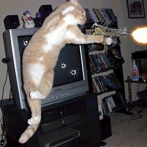look at me meow