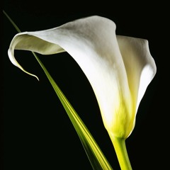 white lilly live demo