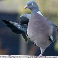 Track 7 - Final Vista: Wood Pigeons Fly For The High Tree