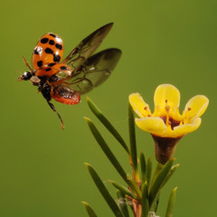 Ladybird (English Garden Mix) - Original by EddieSongWriter