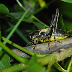 Pholidoptera aptera