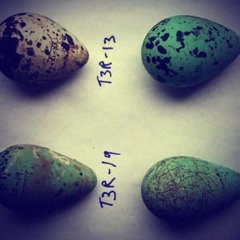 I'm Pulling Mac and Cheese