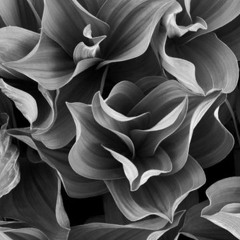 LeOnid US - ill symphony