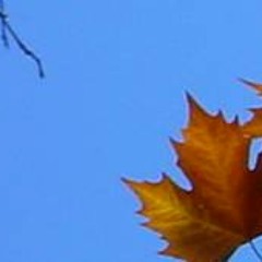 Tattered Green (Lucky Charm)