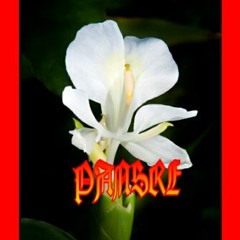 PANsre
