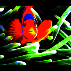 BRIGHT AND BEAUTIFUL 'DEMO TWO'  THE CROSSBREED