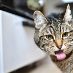 Fuck It & Dance (Alex Caste)