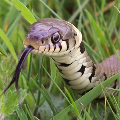 In the grass